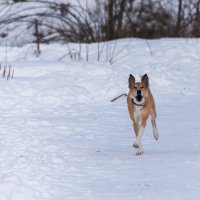 Ой, кажется здесь мне не рады... :: Владимир Безбородов