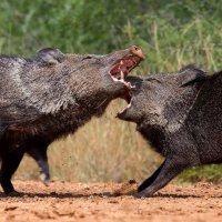 Javelinas fight :: ian 35AWARDS