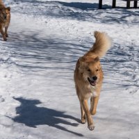 *** :: Владимир Безбородов