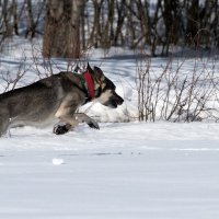 "Погоня, погоня, погоня, погоня в горячей крови!" :: Владимир Безбородов