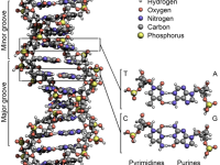 How Crick and Watson deciphered the DNA