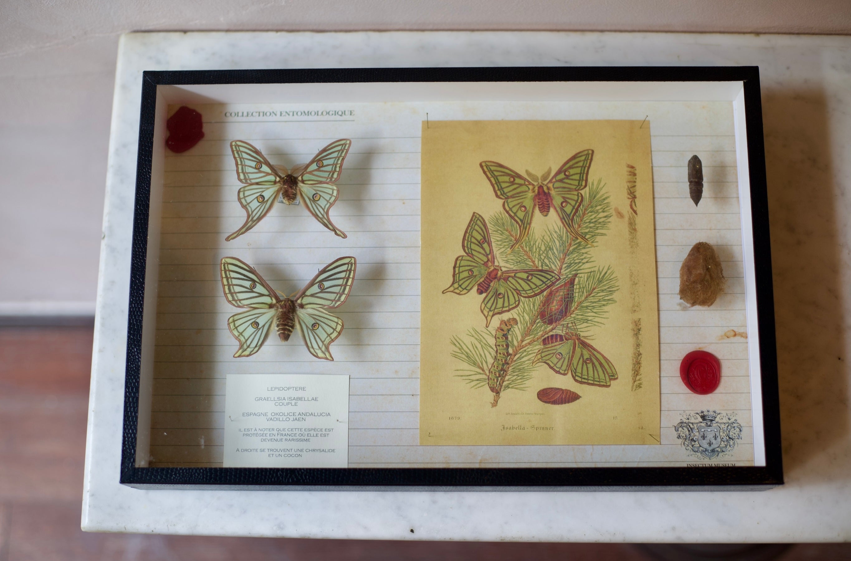 Collector's Vintage Entomology Case