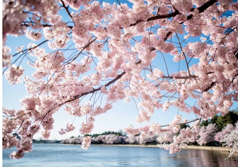 Cherry Blossom Watch DC