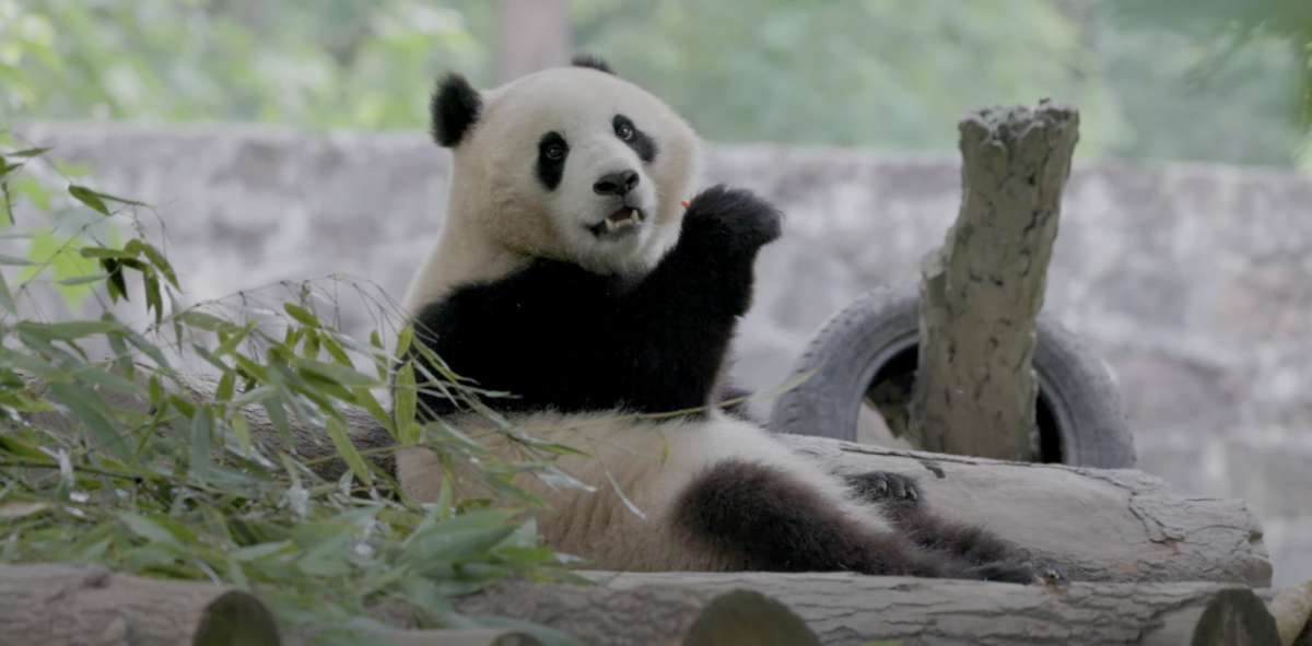 Smithsonians National Zoo and Conservation Biology Institute | Qing Bao in her habitat in China on May 17.