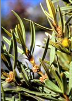 Grubbia rosmarinifolia