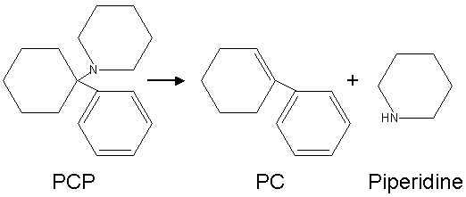 Conversion of PCP into PC and piperidine by heat.