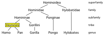 Árvore filogenética