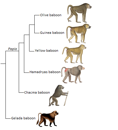 Filogènia dels babuïns basada en Zinner, D., Arnold, M. L., Roos, C., 2009