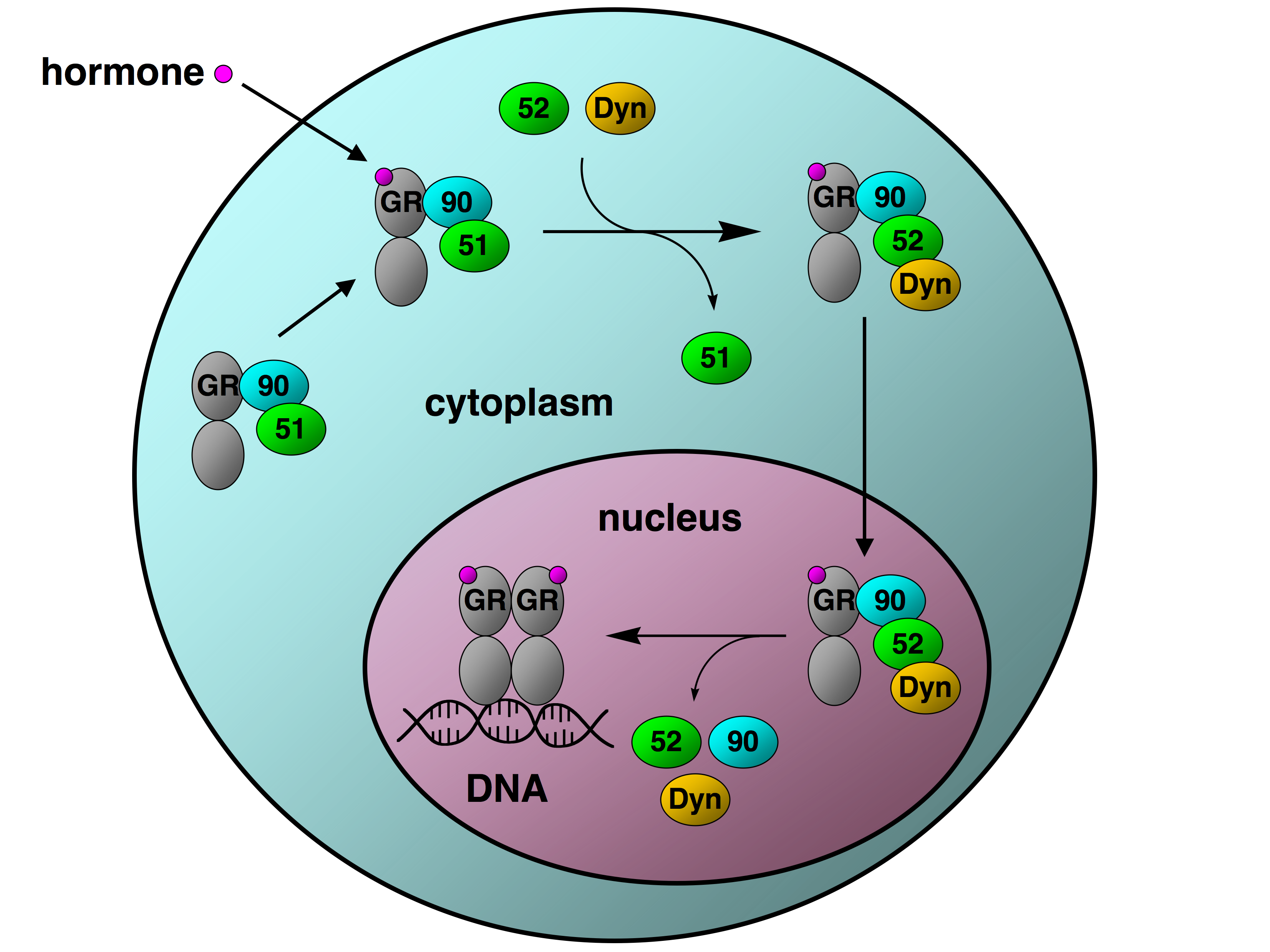 Gr_hsp90_translocation