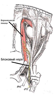 Соотношение блокового нерва с глазным яблоком и другими нервами