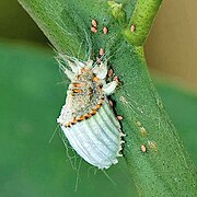 Una hembra de cochinilla acanalada Icerya purchasi Maskell) con ninfas