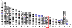 Xromosom 17 (insan)