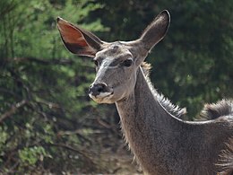 Samica od blizu, rezervat Pilanesberg, Južna Afrika