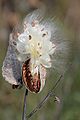 Fruit de la soie végétale (Asclepias syriaca).