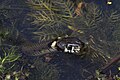 Grass snake looking out its hideout of water violet in Kirchwerder, Hamburg