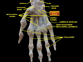 右手腕關節深層解剖，掌面觀。