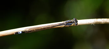 Agrion élégant (Ischnura elegans), insecte du sous-ordre des Zygoptères (« demoiselles »). (définition réelle 3 451 × 1 557)