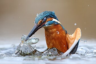 Bild des Jahres 2020: Eisvogel (Alcedo atthis), der im Wasser jagt. Naturschutzgebiete und angrenzende Gebiete des Po-Flusses, Provinz Vercelli, Piemont, Italien.
