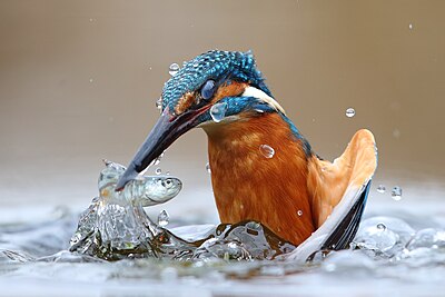 'n Ysvoël (Alcedo atthis) vang 'n vis in die Porivier, Piëmont, Italië.