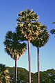 Palm Borassus flabellifer
