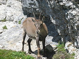 Самка альпійського козла (Capra ibex)