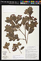 August 24: The type specimen of Brunfelsia plowmaniana.