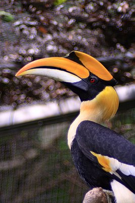 Большой индийский калао (Buceros bicornis)