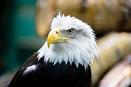 Weißkopfseeadler (Haliaeetus leucocephalus)