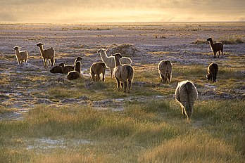 Lamas au coucher du soleil à San Pedro de Atacama (au nord du Chili). (définition réelle 2 000 × 1 333)