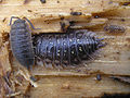 Porcellio scaber û Oniscus asellus