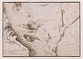 Гнездо сов. Перо, бистр. 14×19,6 см. Музей Бойманса-ван Бёнингена. Роттердам