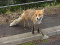 De vos (Vulpes vulpes) komt ook in Nederland in het wild voor