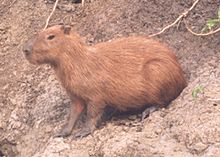 Image of a capybara eating hay