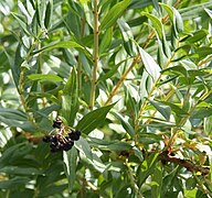 Coriaria myrtifolia