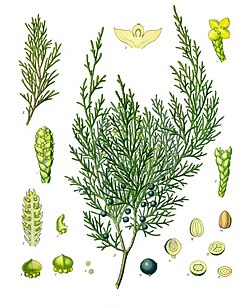 Juniperus sabina (gravura do Köhler's Medizinal-Pflanzen).