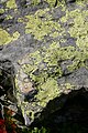 Rhizocarpon geographicum, lichene crostoso epilitico