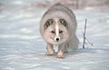 Arctic fox (Bweha-akitiki)