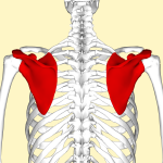 Vue postérieure des deux scapulas