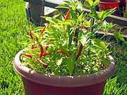 Pianta di peperoncino Piri piri (C. frutescens detto anche "Diavolo africano")