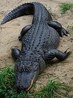 Ameerika alligaator