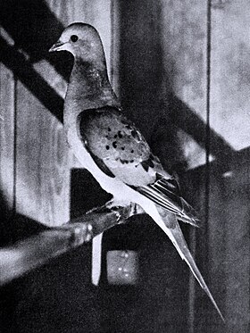 Fotografia de uma fêmea viva no aviário de Charles Whitman (1896/98).