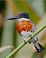 Green kingfisher