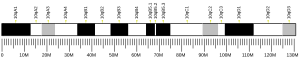 Chromosome 10 (souris)