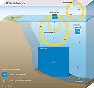 Ocean carbon cycle