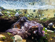 Octopus tetricus (sud-est de l'Australie)