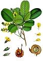 Pterocarpus santalinus L. fil.