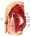 Structures visible under the gluteus maximus.