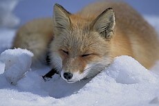 Rudoji lapė (Vulpes vulpes)