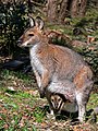 Macropus rufogriseus "kızıl boyunlu valabi" ve kesesindeki yavrusu