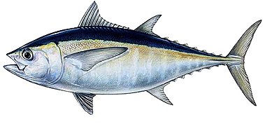 Thunnus atlanticus